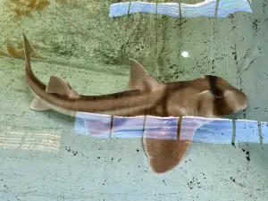 The Shark, Ray & All Creatures Rescue