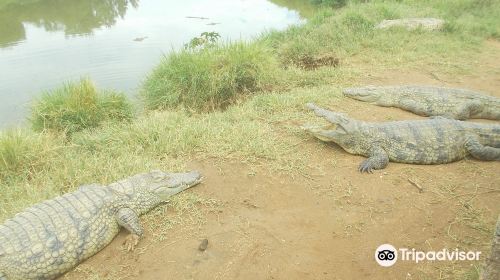 Kalimba Reptile Park