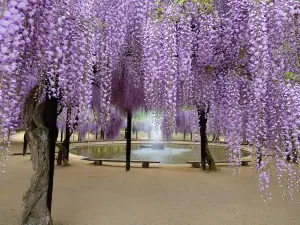 白井大町藤公園