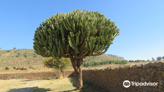 ቤተ መንግስቲ ንግስቲ ሳባ | Dungur Palace (Queen of Sheba Palace)