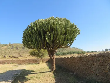 ቤተ መንግስቲ ንግስቲ ሳባ | Dungur Palace (Queen of Sheba Palace)