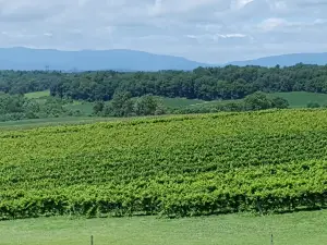 Barren Ridge Vineyards