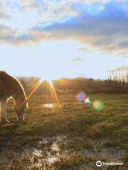 Dragonfly Haven Therapeutic Farm