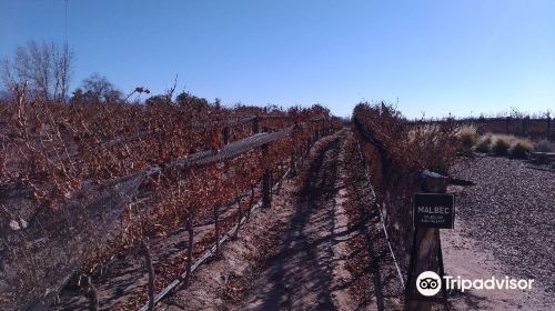 Bodeguer Vinicola