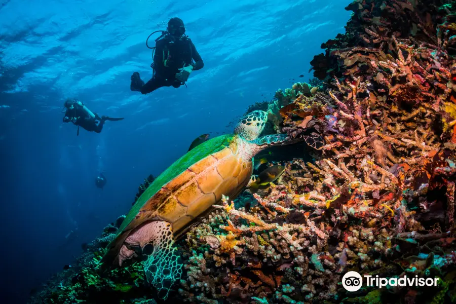 Scuba Republic Diving Komodo