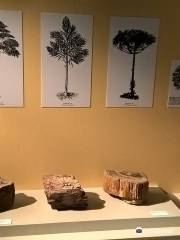 Museu de Paleontologia Irajá Damiani Pinto