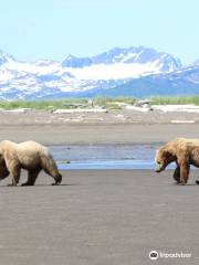 Scenic Bear Viewing