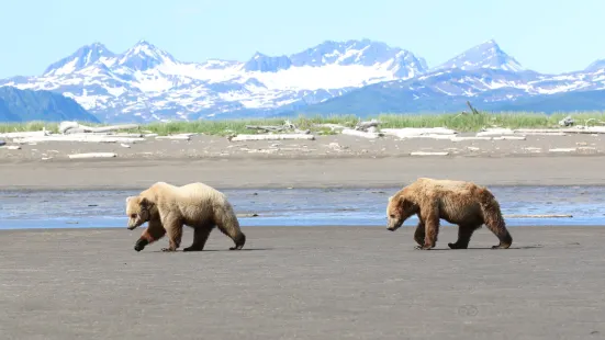 Scenic Bear Viewing