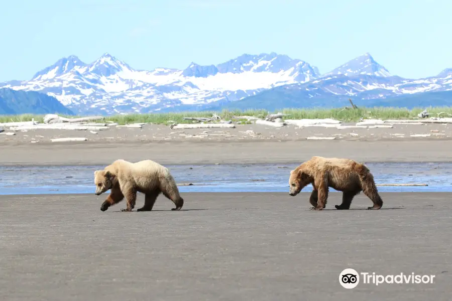 Scenic Bear Viewing