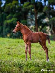 Haras Cerro Punta