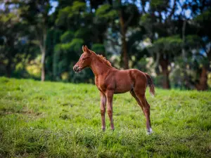 Haras Cerro Punta