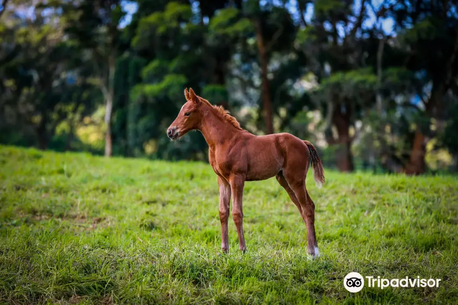 Haras Cerro Punta