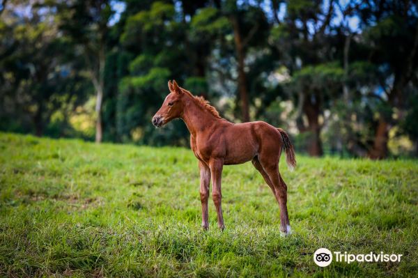 Haras Cerro Punta