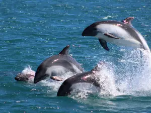Quilun Ecoturismo Marino