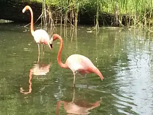 バート・ピルモント動物園