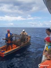 Amphitrite Balade en Mer : Dauphins et Pêche