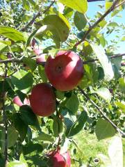 Pleasant Valley Orchard