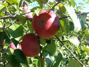 Pleasant Valley Orchard