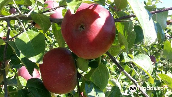 Pleasant Valley Orchard