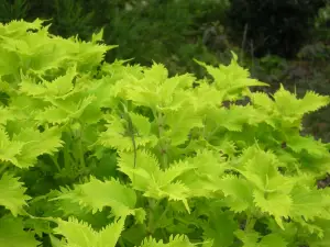 Atlanta Botanical Garden, GAINESVILLE