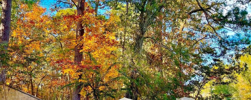Davey Dogwood Park