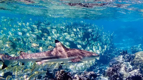 瀉湖水族館