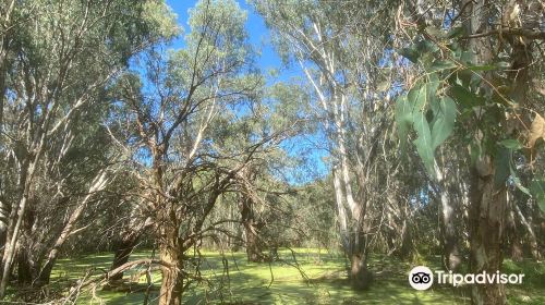 Wonga Wetlands