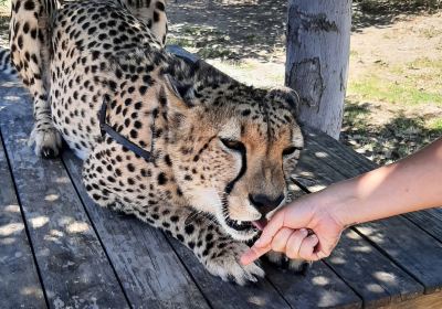 Cheetah Outreach - Somerset West