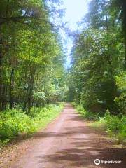 Sam Houston National Forest