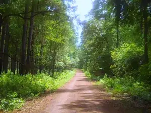 Sam Houston National Forest