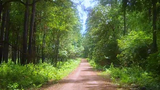 Sam Houston National Forest