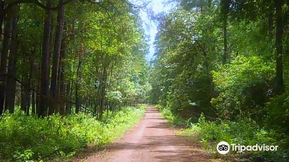 Sam Houston National Forest