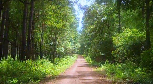 Sam Houston National Forest