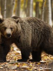 Arcturos Brown Bear Sanctuary