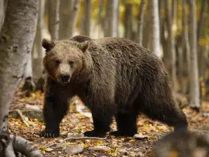 Arcturos Brown Bear Sanctuary