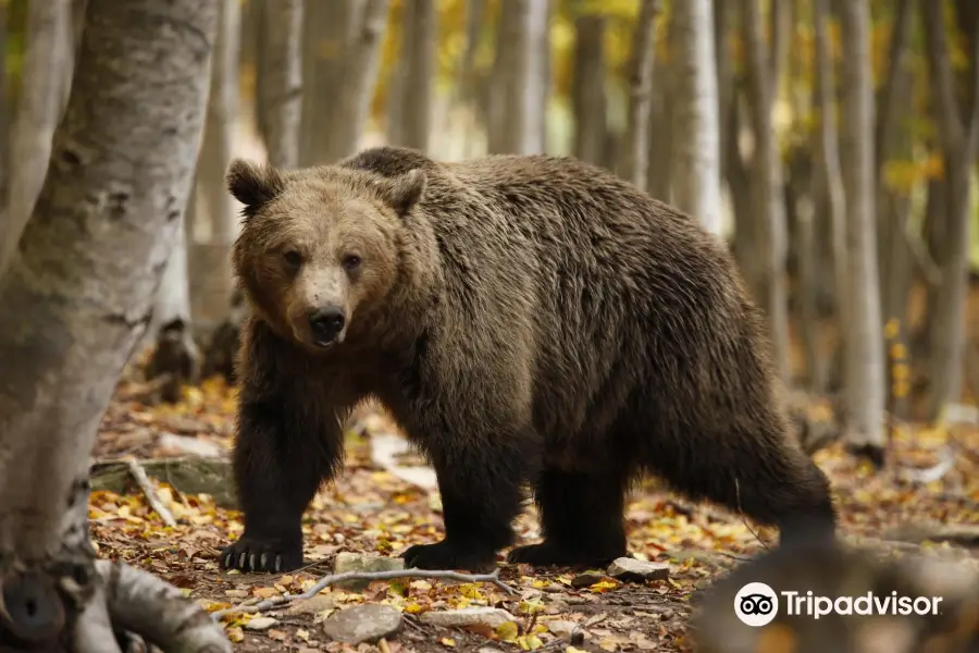 Κέντρο Προστασίας Αρκούδας - Bear Conservation Area
