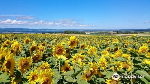 Ozora-cho Sunflower Farm