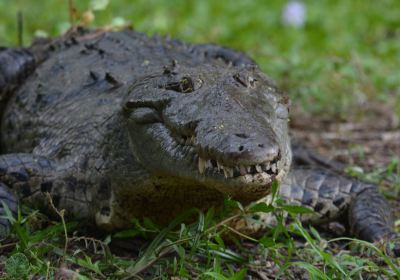 Croclandia & American Crocodile Sanctuary