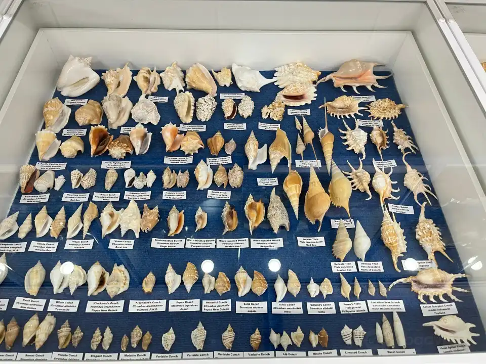 4_Shell World