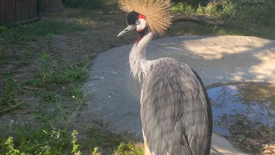 Kecskeméti Zoo