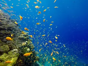 達哈布深海潛水旅舍