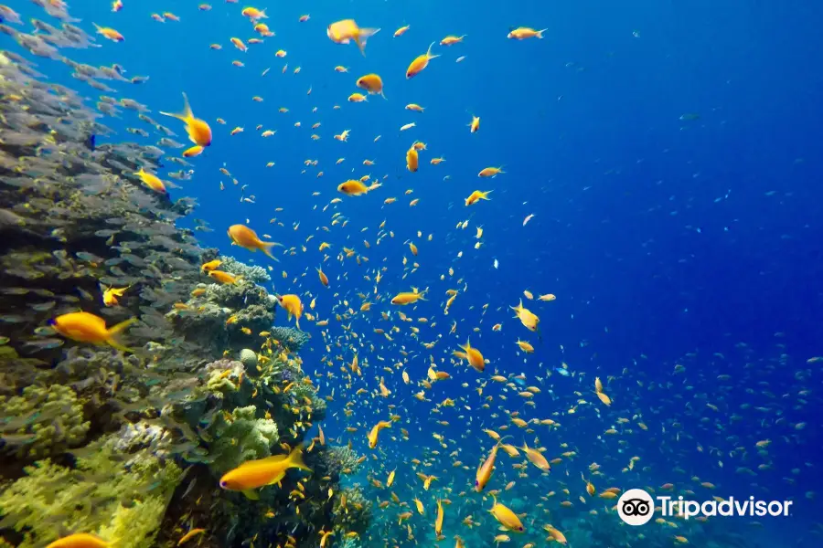 Deep Blue Divers Dahab