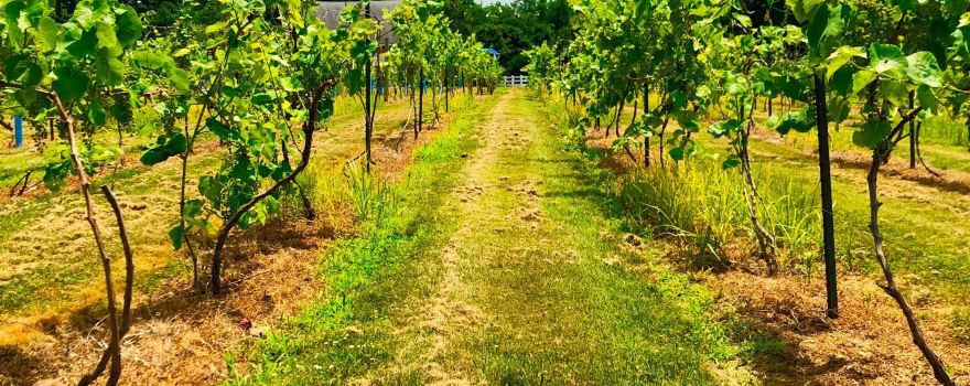 Brignole Vineyards