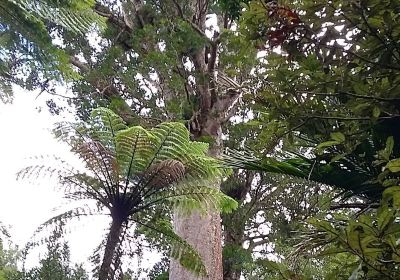 Tuahu Kauri Track