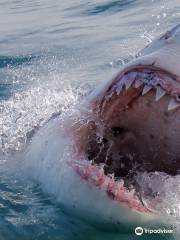 Shark Cage Diving · Marine Dynamics