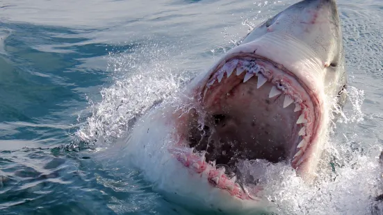 Shark Cage Diving · Marine Dynamics