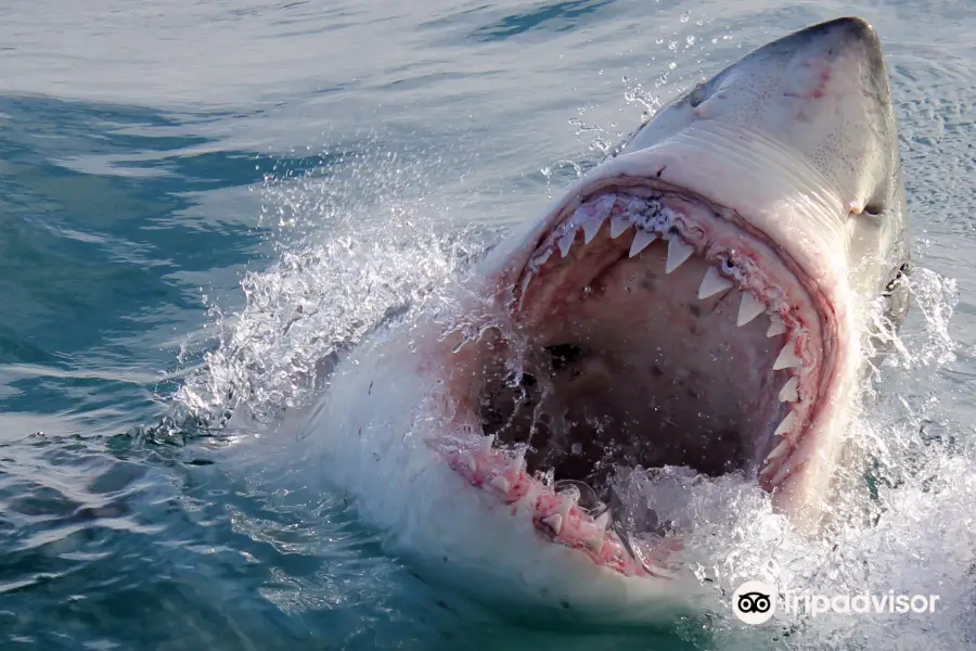 Shark Cage Diving · Marine Dynamics