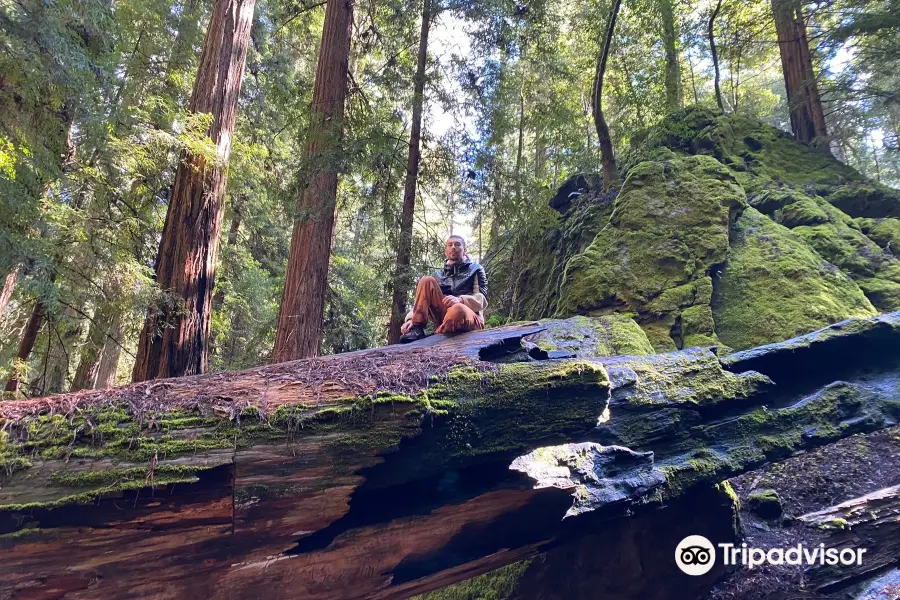 Montgomery Woods State Natural Reserve