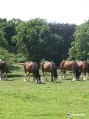 Cotebrook Shire Horse Centre