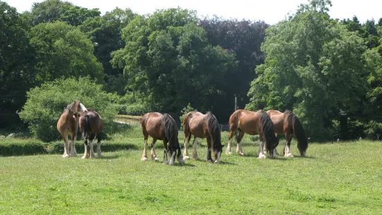 Cotebrook Shire Horse Centre